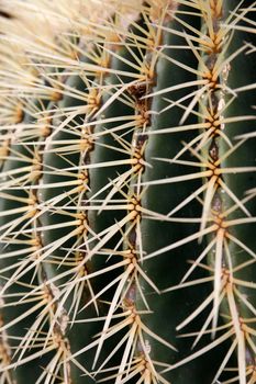 the Cactus Cactaceae or Echinocactus Grusonii from Mexico at the Cactus Garden in the village of Guatiza on the Island of Lanzarote on the Canary Islands of Spain in the Atlantic Ocean.  Spain, Canary Islands, Lanzarote, February, 2008