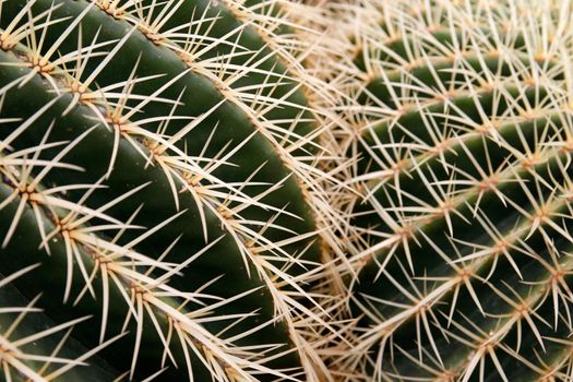 the Cactus Cactaceae or Echinocactus Grusonii from Mexico at the Cactus Garden in the village of Guatiza on the Island of Lanzarote on the Canary Islands of Spain in the Atlantic Ocean.  Spain, Canary Islands, Lanzarote, February, 2008