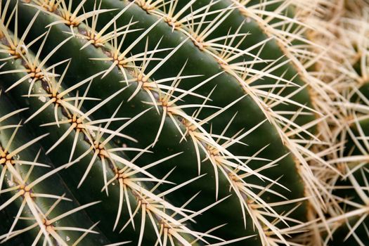 the Cactus Cactaceae or Echinocactus Grusonii from Mexico at the Cactus Garden in the village of Guatiza on the Island of Lanzarote on the Canary Islands of Spain in the Atlantic Ocean.  Spain, Canary Islands, Lanzarote, February, 2008