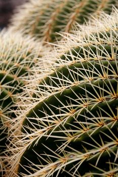 the Cactus Cactaceae or Echinocactus Grusonii from Mexico at the Cactus Garden in the village of Guatiza on the Island of Lanzarote on the Canary Islands of Spain in the Atlantic Ocean.  Spain, Canary Islands, Lanzarote, February, 2008