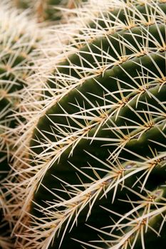 the Cactus Cactaceae or Echinocactus Grusonii from Mexico at the Cactus Garden in the village of Guatiza on the Island of Lanzarote on the Canary Islands of Spain in the Atlantic Ocean.  Spain, Canary Islands, Lanzarote, February, 2008
