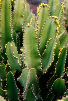 the Cactus Garden in the village of Guatiza on the Island of Lanzarote on the Canary Islands of Spain in the Atlantic Ocean.  Spain, Canary Islands, Lanzarote, February, 2008