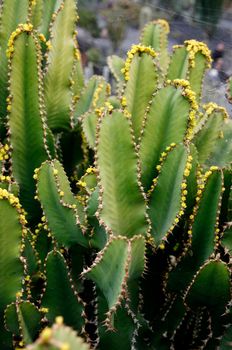 the Cactus Garden in the village of Guatiza on the Island of Lanzarote on the Canary Islands of Spain in the Atlantic Ocean.  Spain, Canary Islands, Lanzarote, February, 2008
