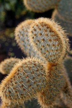 the Cactus Garden in the village of Guatiza on the Island of Lanzarote on the Canary Islands of Spain in the Atlantic Ocean.  Spain, Canary Islands, Lanzarote, February, 2008