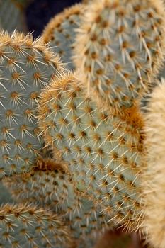 the Cactus Garden in the village of Guatiza on the Island of Lanzarote on the Canary Islands of Spain in the Atlantic Ocean.  Spain, Canary Islands, Lanzarote, February, 2008