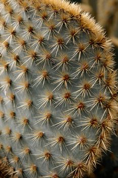 the Cactus Garden in the village of Guatiza on the Island of Lanzarote on the Canary Islands of Spain in the Atlantic Ocean.  Spain, Canary Islands, Lanzarote, February, 2008