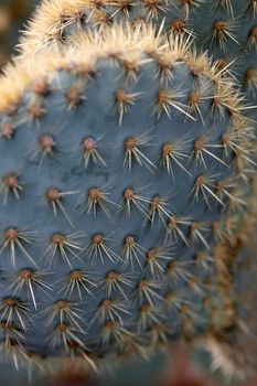 the Cactus Garden in the village of Guatiza on the Island of Lanzarote on the Canary Islands of Spain in the Atlantic Ocean.  Spain, Canary Islands, Lanzarote, February, 2008