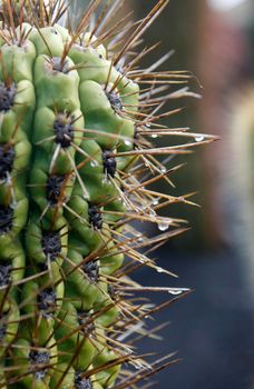 the Cactus Cactaceae or Ferocactus Fordii from Mexico at the Cactus Garden in the village of Guatiza on the Island of Lanzarote on the Canary Islands of Spain in the Atlantic Ocean.  Spain, Canary Islands, Lanzarote, February, 2008
