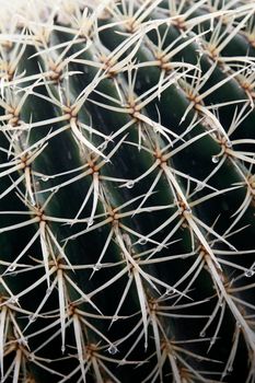 the Cactus Cactaceae or Ferocactus Fordii from Mexico at the Cactus Garden in the village of Guatiza on the Island of Lanzarote on the Canary Islands of Spain in the Atlantic Ocean.  Spain, Canary Islands, Lanzarote, February, 2008