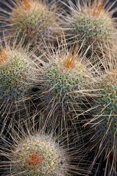 the Cactus Cactaceae or Mammillaria Magnifica from Mexico at the Cactus Garden in the village of Guatiza on the Island of Lanzarote on the Canary Islands of Spain in the Atlantic Ocean.  Spain, Canary Islands, Lanzarote, February, 2008