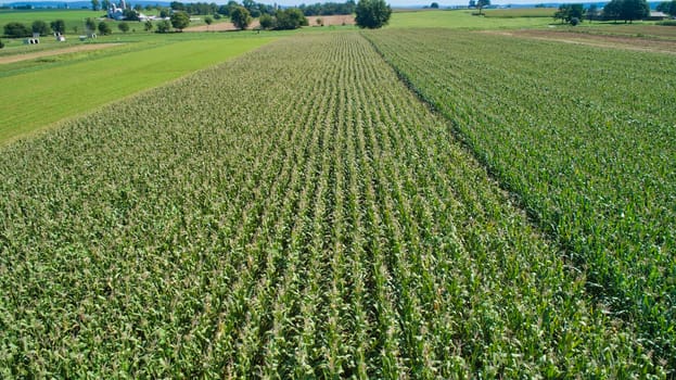 Aerial View of Rows of Green Vegetable Fields on a Sunny Summer Day