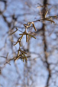 Pubescent birch - Latin name - Betula pubescens