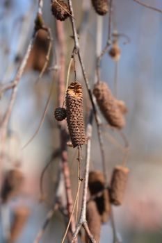 Common birch seeds - Latin name - Betula pendula