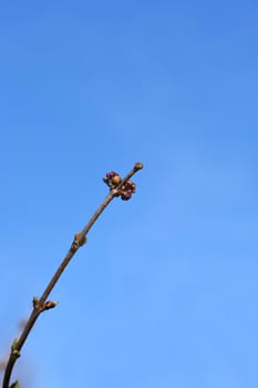 Close up of lilac branch with flower buds - Latin name - Syringa vulgaris