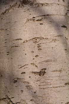 European Beech bark detail - Latin name - Fagus sylvatica
