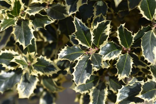 Variegated English Holly - Latin name - Ilex aquifolium Variegata
