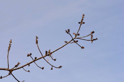 Narrow-leaved ash branches with flowers against blue sky - Latin name - Fraxinus angustifolia