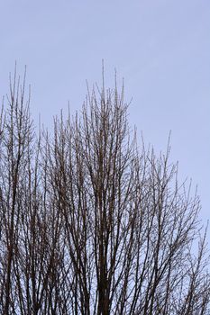 Pyramid hornbeam branches with buds - Latin name - Carpinus betulus Fastiegata