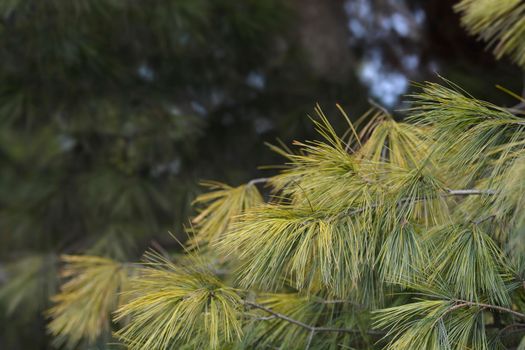 Eastern white pine branch - Latin name - Pinus strobus