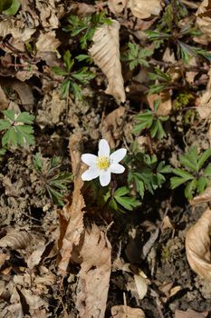 Wood anemone - Latin name - Anemone nemorosa