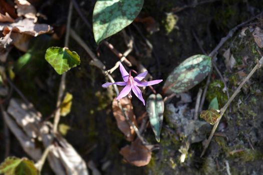 Dogs tooth violet flower - Latin name - Erythronium dens-canis