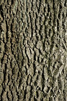 English oak bark detail - Latin name - Quercus robur Fastigiata