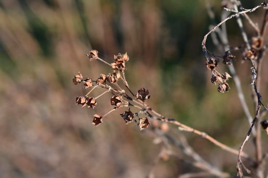 Shrubby Cinquefoil dry branch - Latin name - Potentilla fruticosa