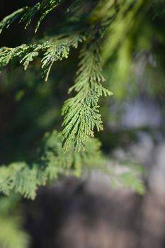 False cypress - Latin name - Chamaecyparis lawsoniana