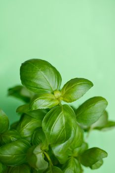 Common basil leaves - Latin name - Ocimum basilicum