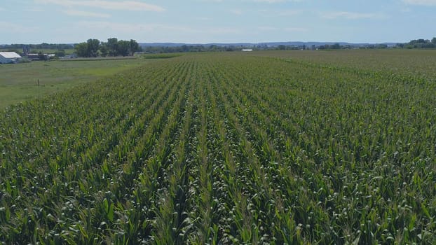 Aerial View of Rows of Green Vegetable Fields on a Sunny Summer Day