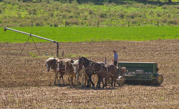 View of an Amish Worker Working the Field with 6 Horses Pulling his Farm Equipment
