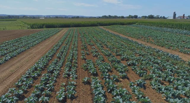Aerial View of Rows of Green Vegetable Fields on a Sunny Summer Day