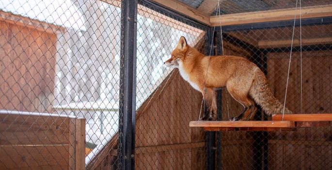 Wild red Fox sitting in a cage at the zoo. High quality photo