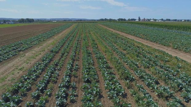 Aerial View of Rows of Green Vegetable Fields on a Sunny Summer Day