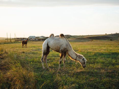 The camel eats grass on the nature of the field and the sun is fresh air. High quality photo