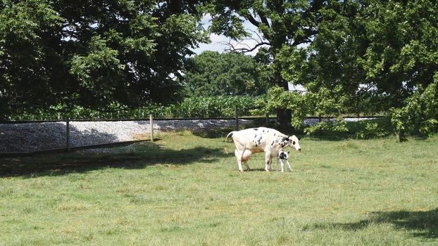 Mother Cow in Pasture That Just Birth to a Baby Calf and Baby Trying to Walk