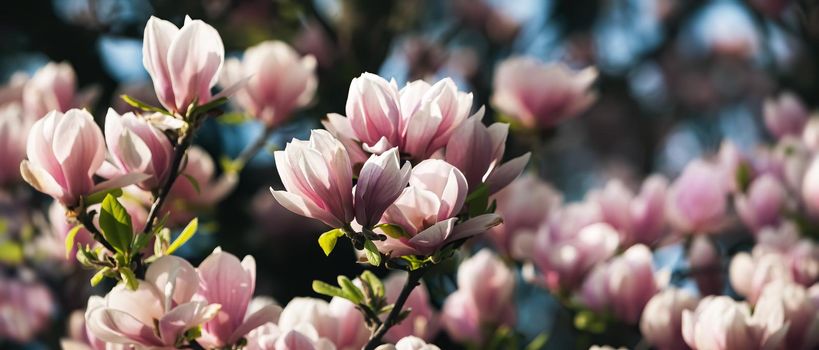 Magnolia tree blossom in springtime