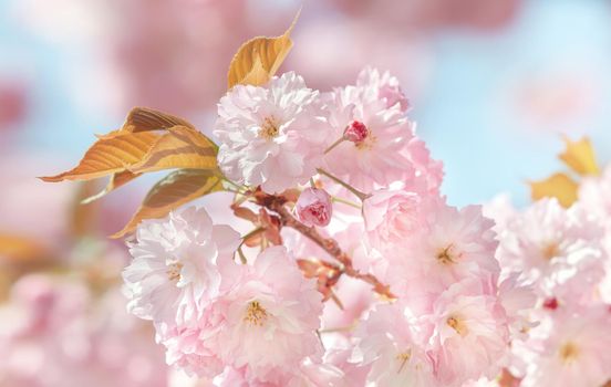 Sakura flowers. Flowering cherry tree. Delicate pink flowers blossomed Japanese cherry trees