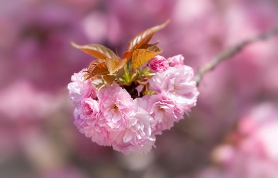 Sakura flowers. Flowering cherry tree. Delicate pink flowers blossomed Japanese cherry trees
