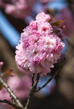 Sakura flowers. Flowering cherry tree. Delicate pink flowers blossomed Japanese cherry trees