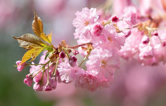 Sakura flowers. Flowering cherry tree. Delicate pink flowers blossomed Japanese cherry trees