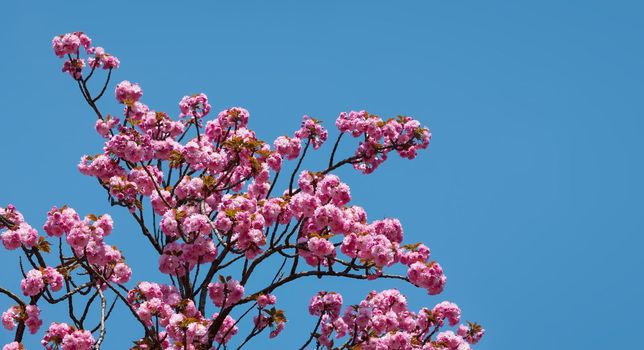 Sakura flowers. Flowering cherry tree on blue sky background.