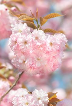 Sakura flowers. Flowering cherry tree. Delicate pink flowers blossomed Japanese cherry trees
