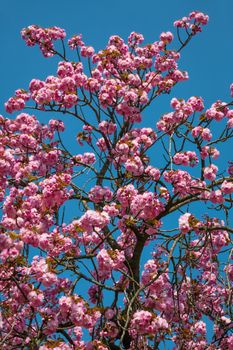 Sakura flowers. Flowering cherry tree on blue sky background.