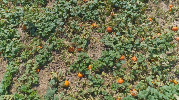 Aerial View of Pumpkin Fields Ready for Picking on a Sunny Autumn Day