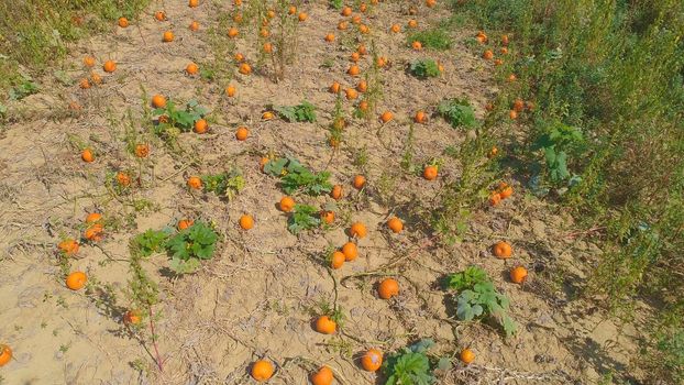 Aerial View of Pumpkin Fields Ready for Picking on a Sunny Autumn Day