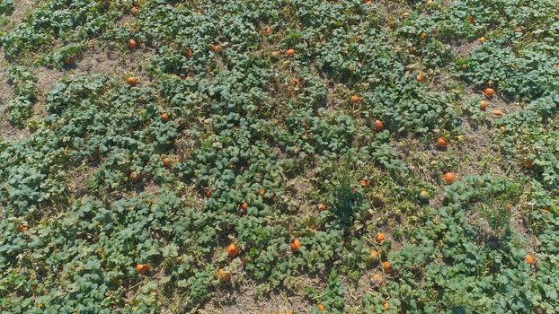 Aerial View of Pumpkin Fields Ready for Picking on a Sunny Autumn Day