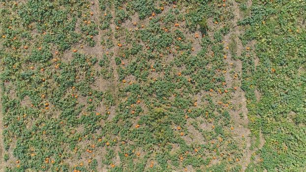 Aerial View of Pumpkin Fields Ready for Picking on a Sunny Autumn Day