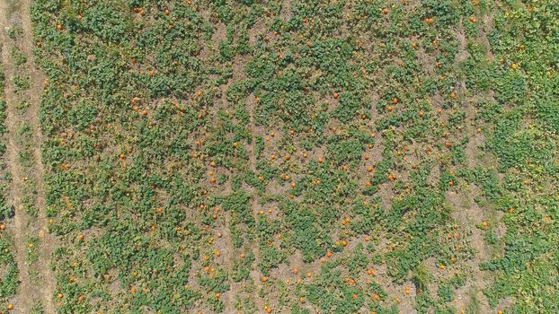 Aerial View of Pumpkin Fields Ready for Picking on a Sunny Autumn Day