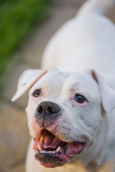 Portrait of stocky, strong-looking American Bulldog in the yard of the house.